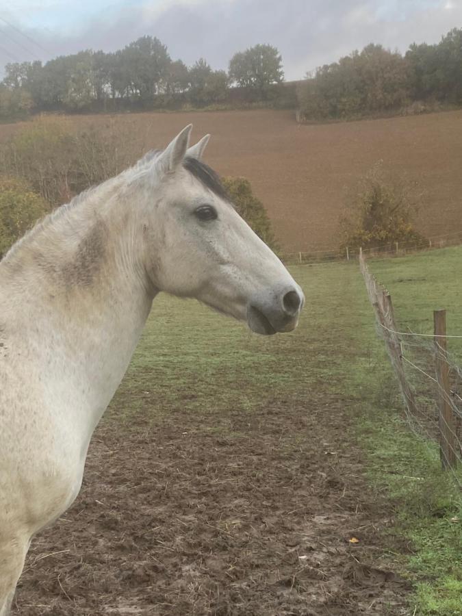Chez Sophie - Gite Et Gite Equestre Clermont-Dessous Exterior photo
